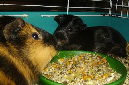 Mes deux chonchons !!!